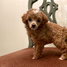 Poodle Puppies from Neely Family Poodles