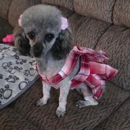 Hope - Poodle