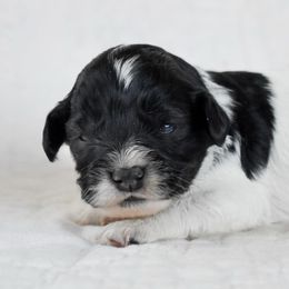 Shuffle - Black and white female Cockapoo puppy in Ellensburg, Washington from Dawn to Dusk Cockapoos