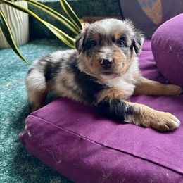 Sunny - Girl 2- PENDING waitlist selection mid-Nov - Blue merle female Australian Shepherd puppy in Duluth, Minnesota from Frozen Nort Aussies