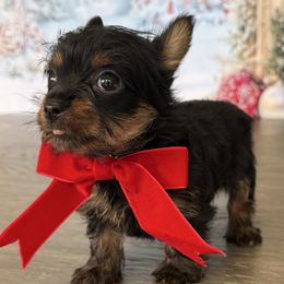 Holly 1Lbs - Black and tan female Yorkshire Terrier puppy in Cape Coral, Florida from Ruby the poodle