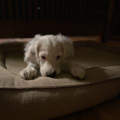 English Setter Puppies from Steens Mountain Setters