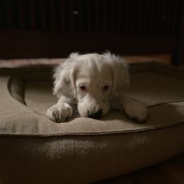 English Setter Puppies from Steens Mountain Setters