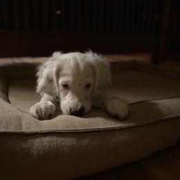 English Setter Puppies from Steens Mountain Setters
