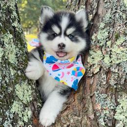 Buzz - Black and white male Pomsky puppy in Venus, Pennsylvania from Hemlock Pines Pomsky
