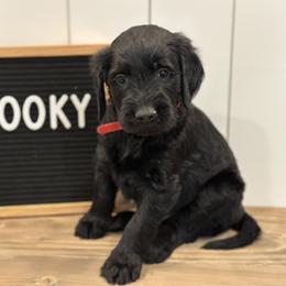 Goldendoodle Puppies from Jonesin for Doodles