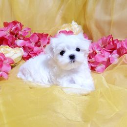Boy 4 - male Maltese puppy in Fresno, California from Soua's Pups