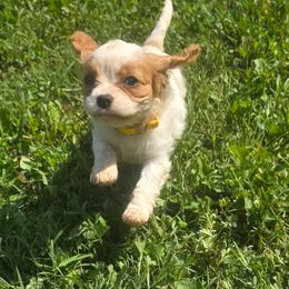 Abbie - Blenheim female Cavalier King Charles Spaniel puppy in Pennsylvania from Julie's Cavalier King Charles Spaniels