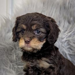 Layla - Chocolate female Cavapoo puppy in Portland, Oregon from WW Cavapoos