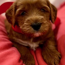 Australian Labradoodle Puppies from Lake Bay Labradoodles