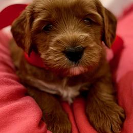 Australian Labradoodle Puppies from Lake Bay Labradoodles