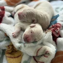 No Name Male - Light golden male Golden Retriever puppy in New Kent, Virginia from Coastal Retrievers
