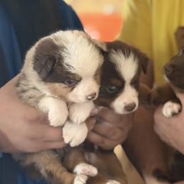 Miniature American Shepherds and Miniature Australian Shepherds from Ebersole Ranch