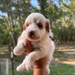 Skye - Brown and white female Bernedoodle puppy in Gainesville, Florida from Pet Inn Xxweetdoodles