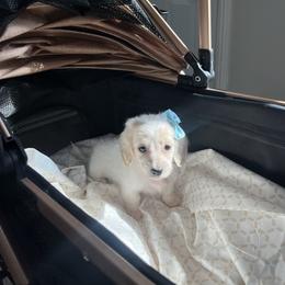 Dachshund puppies from Raws Doxies