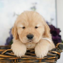 Mr White - Golden male Golden Retriever puppy in Moapa, Nevada from Little Bitta Luck Farms