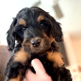 Buckingham (Buck) - Phantom male Goldendoodle puppy in Holly Springs, Georgia from Libby Lou’s Goldendoodles