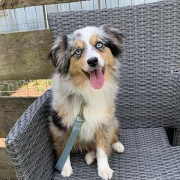 Ash - Toy Australian Shepherd