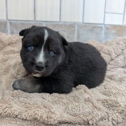 Boy 4 - Agouti and white Siberian Husky puppy in Calhoun County, Alabama from Southern Spirit Howlin' Huskies