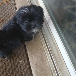 Lhasa Apso Puppies from Cynthia's Lhasa Apsos
