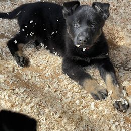 Dachshund and German Shepherd Puppies from Zwinger vom Donau-Ries