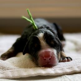 Boy 2 - male Bernese Mountain Dog puppy in Stanwood, Washington from Butter Cup Pups and Paws
