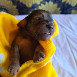 Boy 1 - Dapple male Dachshund puppy in Fallon, Nevada from Butterbean Dachshunds