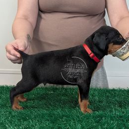 Black Male Red Collar - Black and rust male Doberman Pinscher puppy in Spencer, Indiana from Jackson's Dobermans