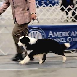 Jack - Border Collie
