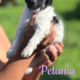 Petunia - Parti female Poodle puppy in Independence, Kansas from Malone Standard Poodles