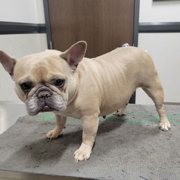 Selina - French Bulldog