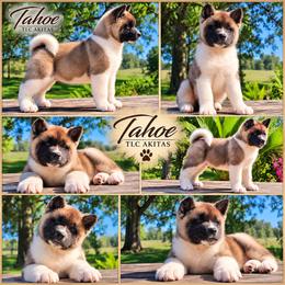 Tahoe - Red female Akita puppy in Chillicothe, Missouri from TLC Akitas