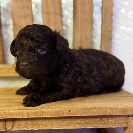 Tango - Chocolate male Assorted Doodle Crosses puppy in Garland, Texas from Brewer's Doodles and French Bulldogs