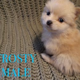 Pomeranian Puppies from Brandi’s Pomeranian Pups