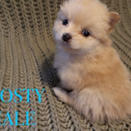 Pomeranian Puppies from Brandi’s Pomeranian Pups