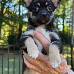 Dinero - Black and tan male Chihuahua puppy in Indian Trail, North Carolina from Carry On Chihuahuas