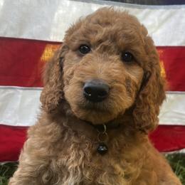 Oakley - Apricot male Goldendoodle puppy in Sumner, Washington from Little Acre Doodles