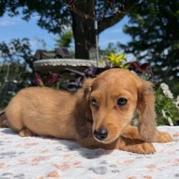 Enzo - Red male Dachshund puppy in Cherry Tree, Oklahoma from Peavine Creek Dachshunds