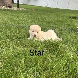 Star - Red and white female Pomsky puppy in Marshall, Minnesota from Miles of Smiles Pomskies