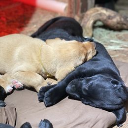 Labrador Retriever Puppies from Fuller Paws of Texas