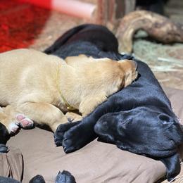 Labrador Retriever Puppies from Fuller Paws of Texas