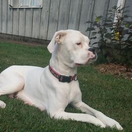 Dozer - Boxer
