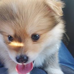 Pomsky Puppies from Pom Pom Pomskies