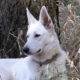 Poe - Berger Blanc Suisse