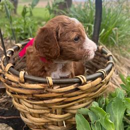 St. Joan - Red  female Goldendoodle puppy in Denison, Iowa from Violet View Iowa Goldendoodles