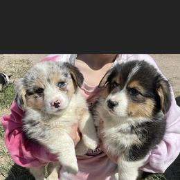 American Corgi and Miniature American Shepherd Puppies from Puppies by Alies