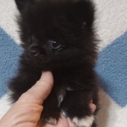 Pomeranian puppies from Renee's Pomeranians