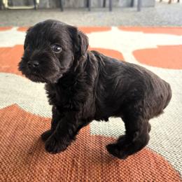 Brownie - Liver female Miniature Schnauzer puppy in Margate, Florida from Home Grown Schnauzers