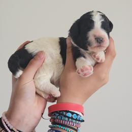 Green collar - Parti male Poodle puppy in Shelby, Alabama from New Life Family Farm