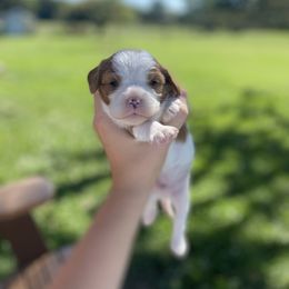 Cavalier King Charles Spaniel Puppies from Country View Cavaliers